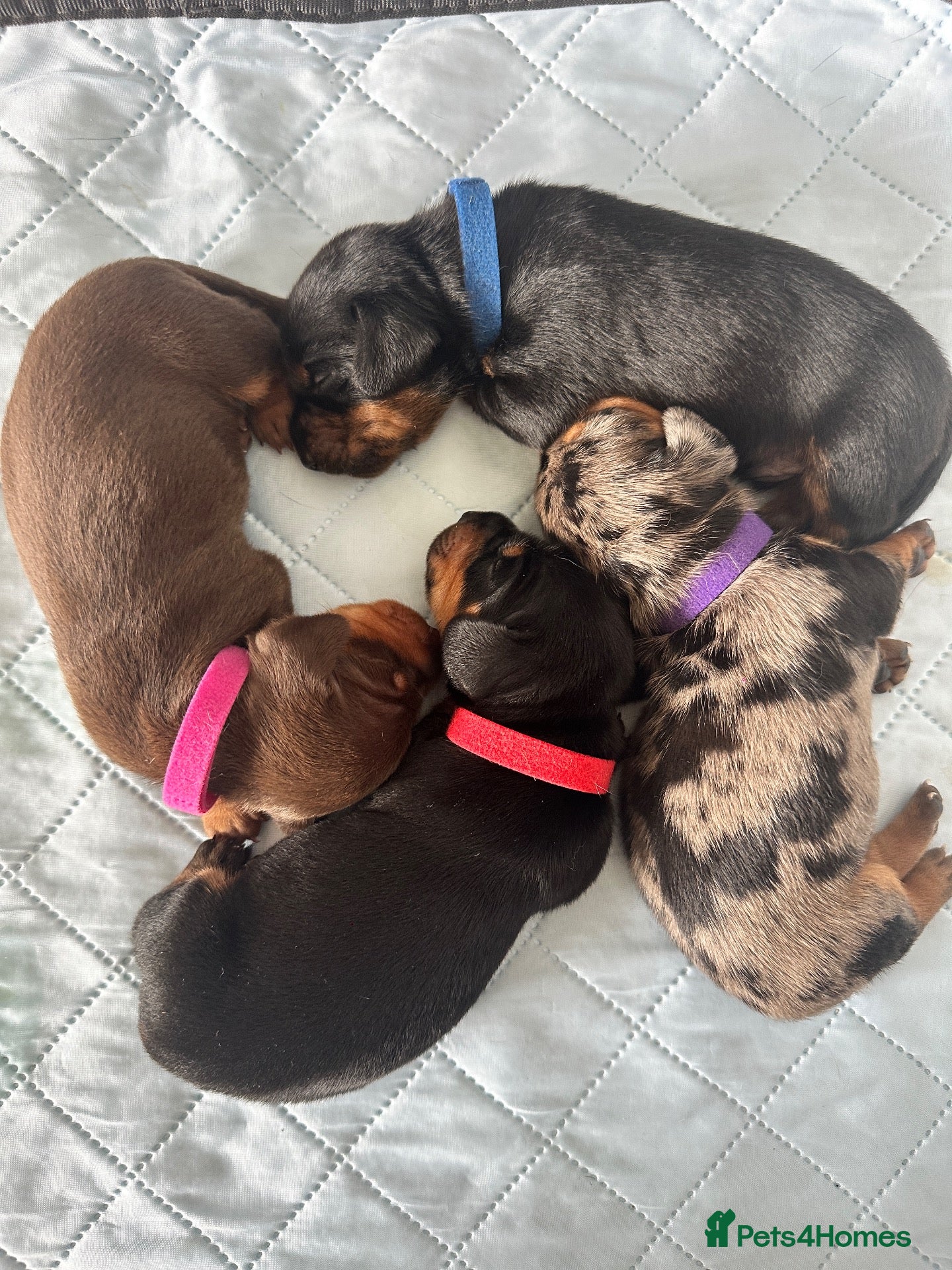 Miniature Dachshund dogs 🐾 Gorgeous Miniature Dachshund Puppies 🐾 - Advert 13