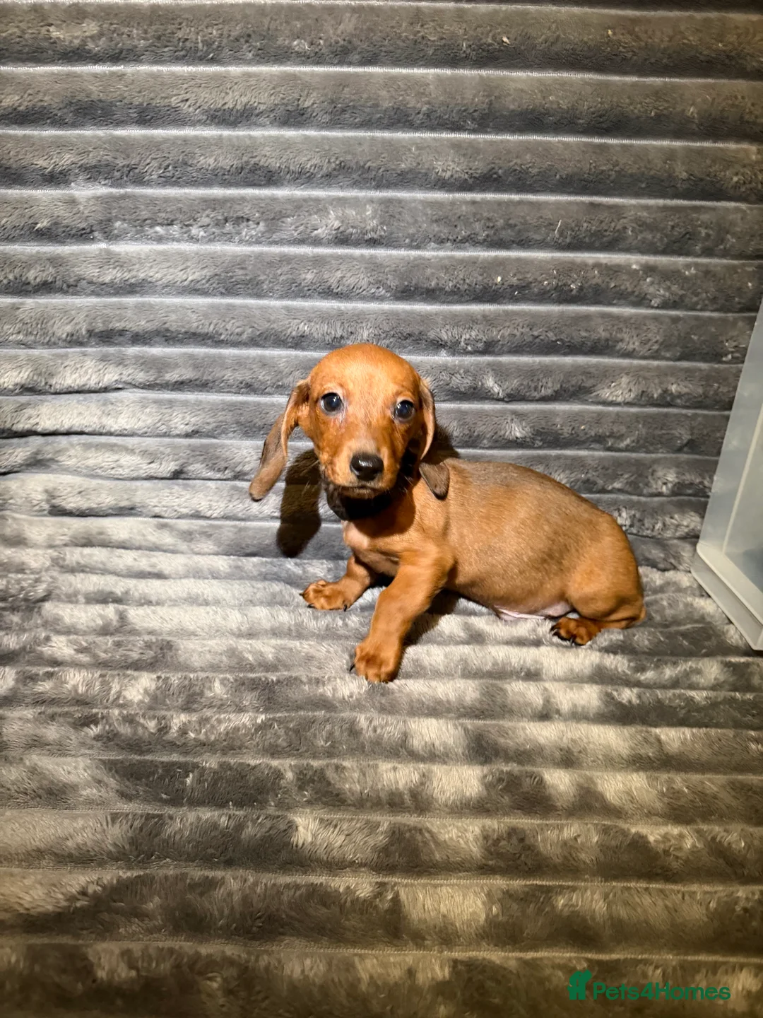 Dachshund dogs for sale: Miniature Dachshund Puppies Available 🐾 - Advert 26