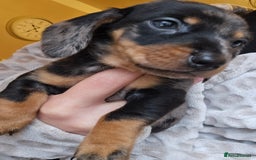 Miniature Dachshund dogs for sale: Miniature dachshunds 🐶 - Advert 11