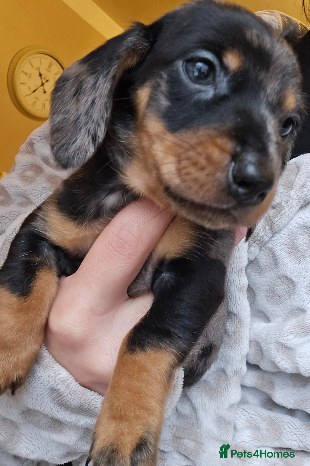 Miniature Dachshund dogs for sale: Miniature dachshunds 🐶 - Advert 11