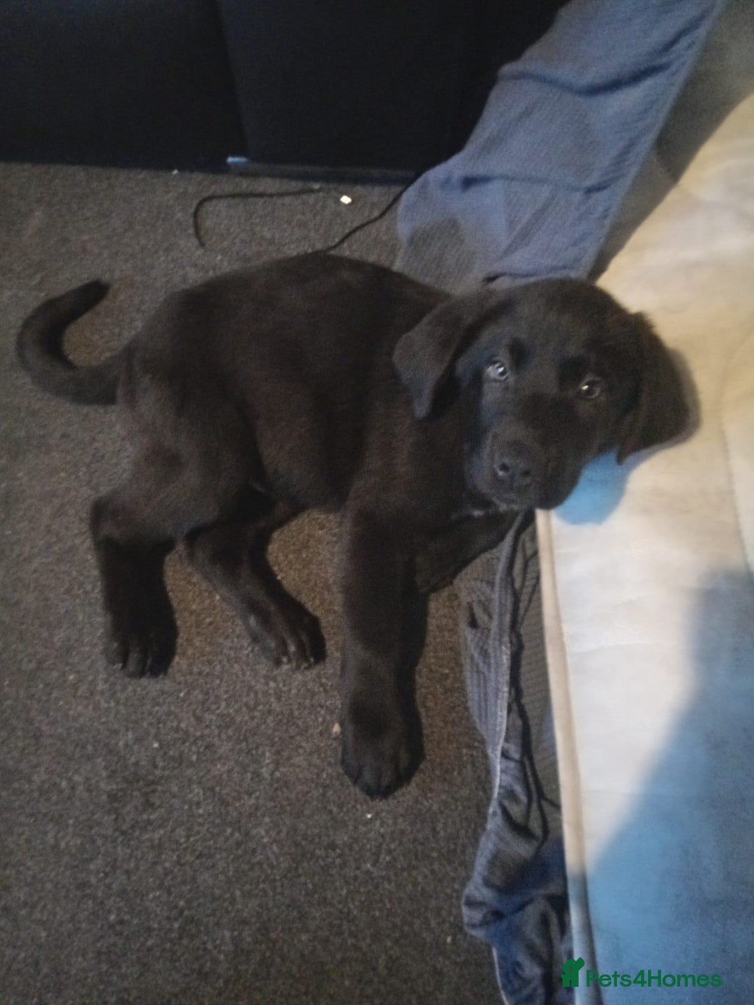 Mixed Breed dogs for sale: ready on the 8th puppies - Advert 5