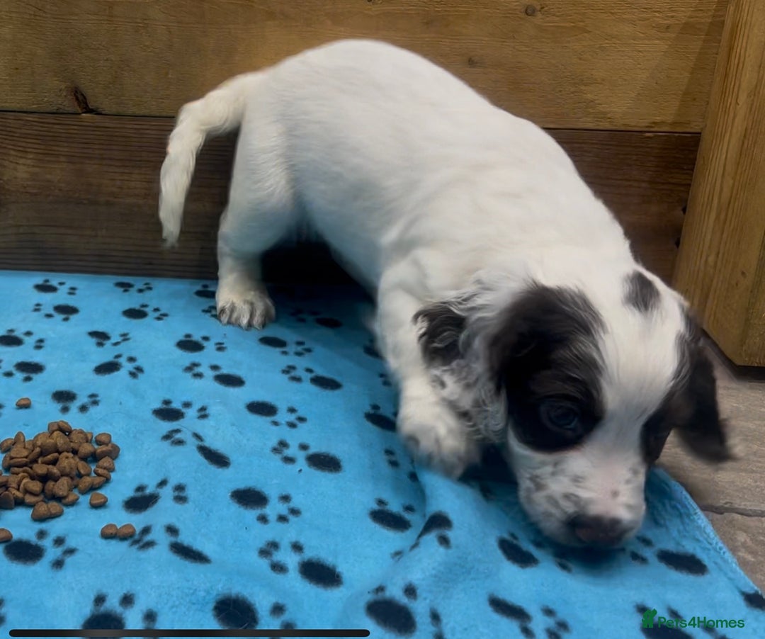 Cocker Spaniel dogs for sale: ✨Beautiful Cocker Spaniel Puppies✨ - Advert 28