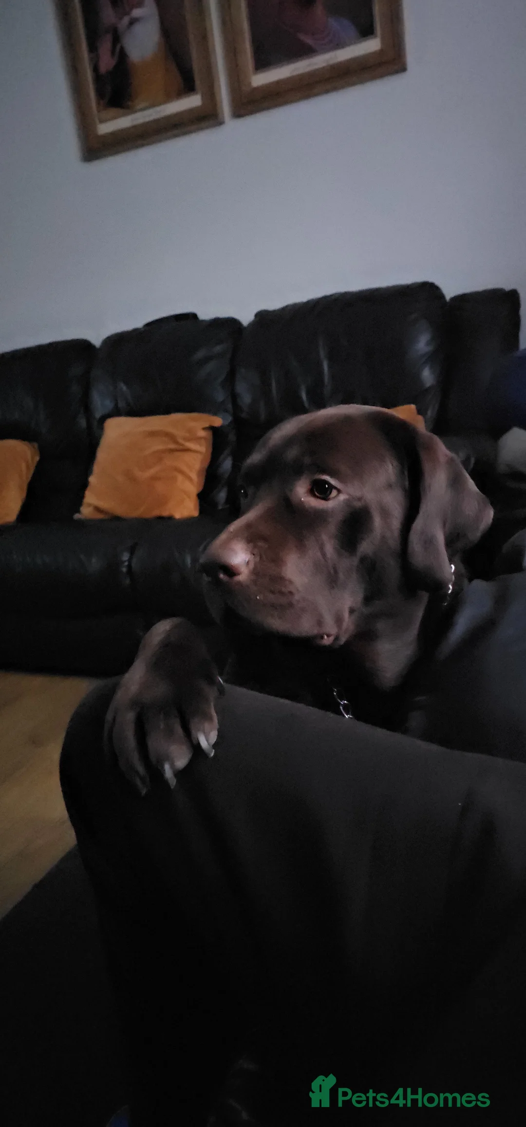 Labrador Retriever dogs for stud: Mr. Aj - Advert 6