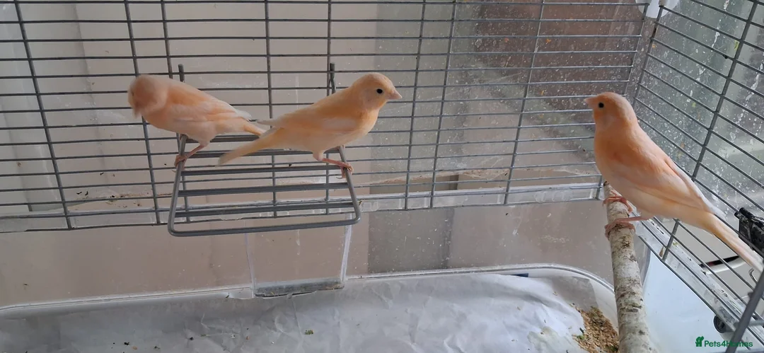 Canaries birds for sale: 3 young canaries hatched on 24.02.26 - Advert 2