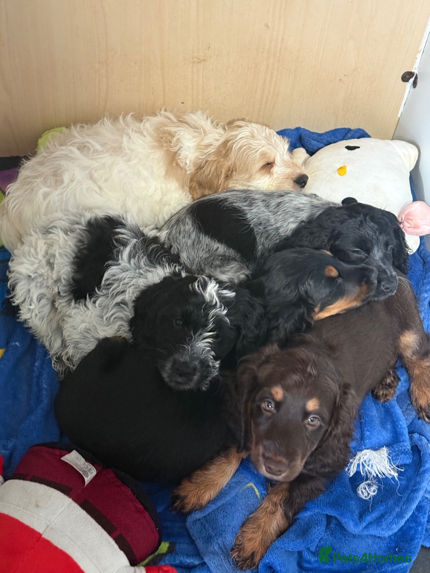 Cockapoo dogs for sale: Ready Now F1B Cockapoo puppies - Advert 1
