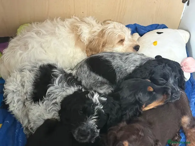 Cockapoo dogs for sale: Ready Now F1B Cockapoo puppies - Advert 2