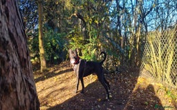 Staffordshire Bull Terrier dogs for adoption: Fernando - Image 2