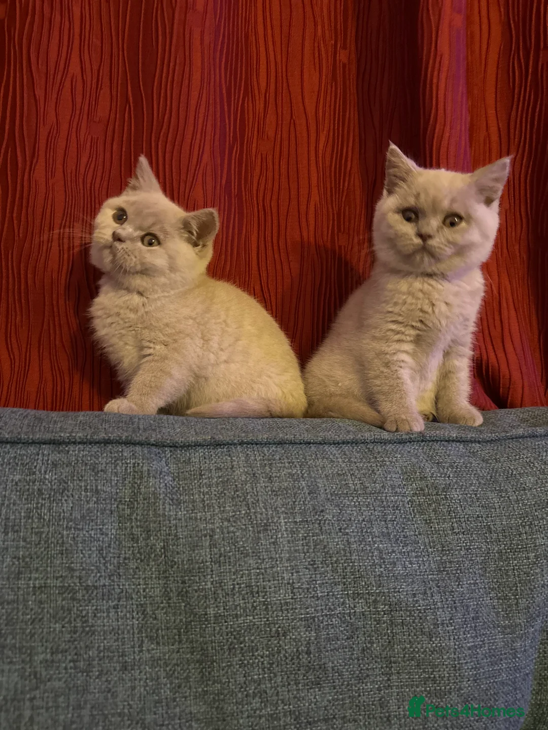 British Shorthair cats for sale: British shorthair Mixed litter  - Advert 2