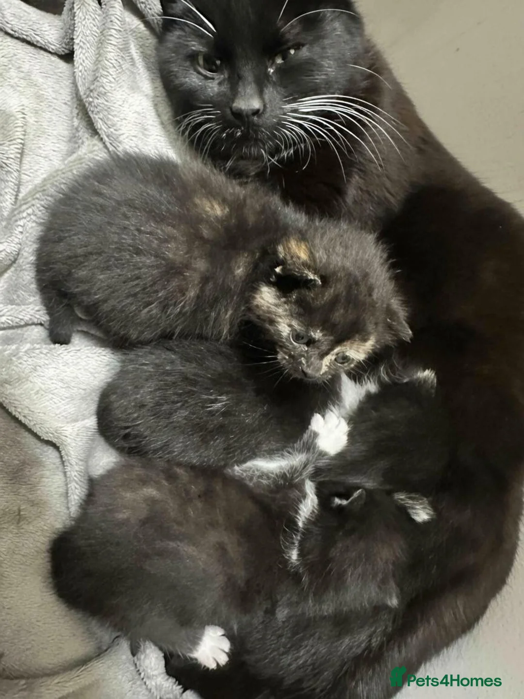 Domestic Shorthair cats for sale: 6 Kittens ready to go ASAP!  in West Drayton - Advert 2