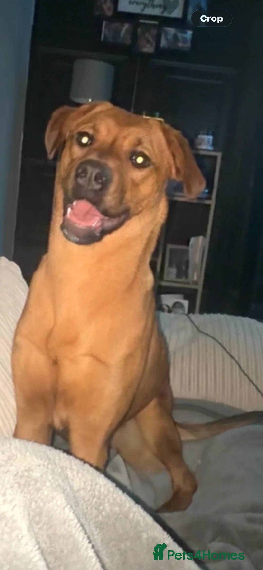 Mixed Breed dogs for sale: Lola is looking for her forever home  - Advert 2