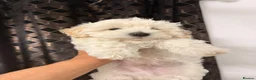 Maltipoo dogs for sale: 2 beautiful male Maltipoos (white and cream) in Stoke-on-Trent - Advert 6