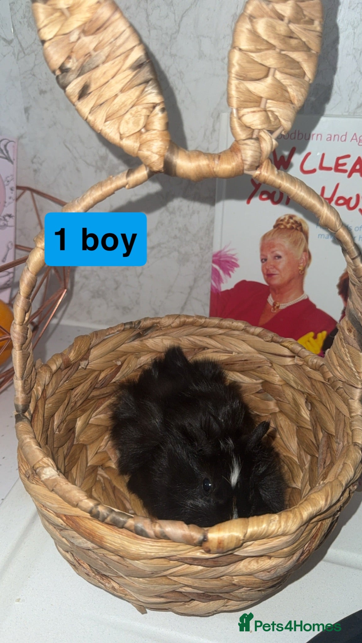 Guinea Pig rodents 4 baby guinea pigs looking for their forever home - Advert 1