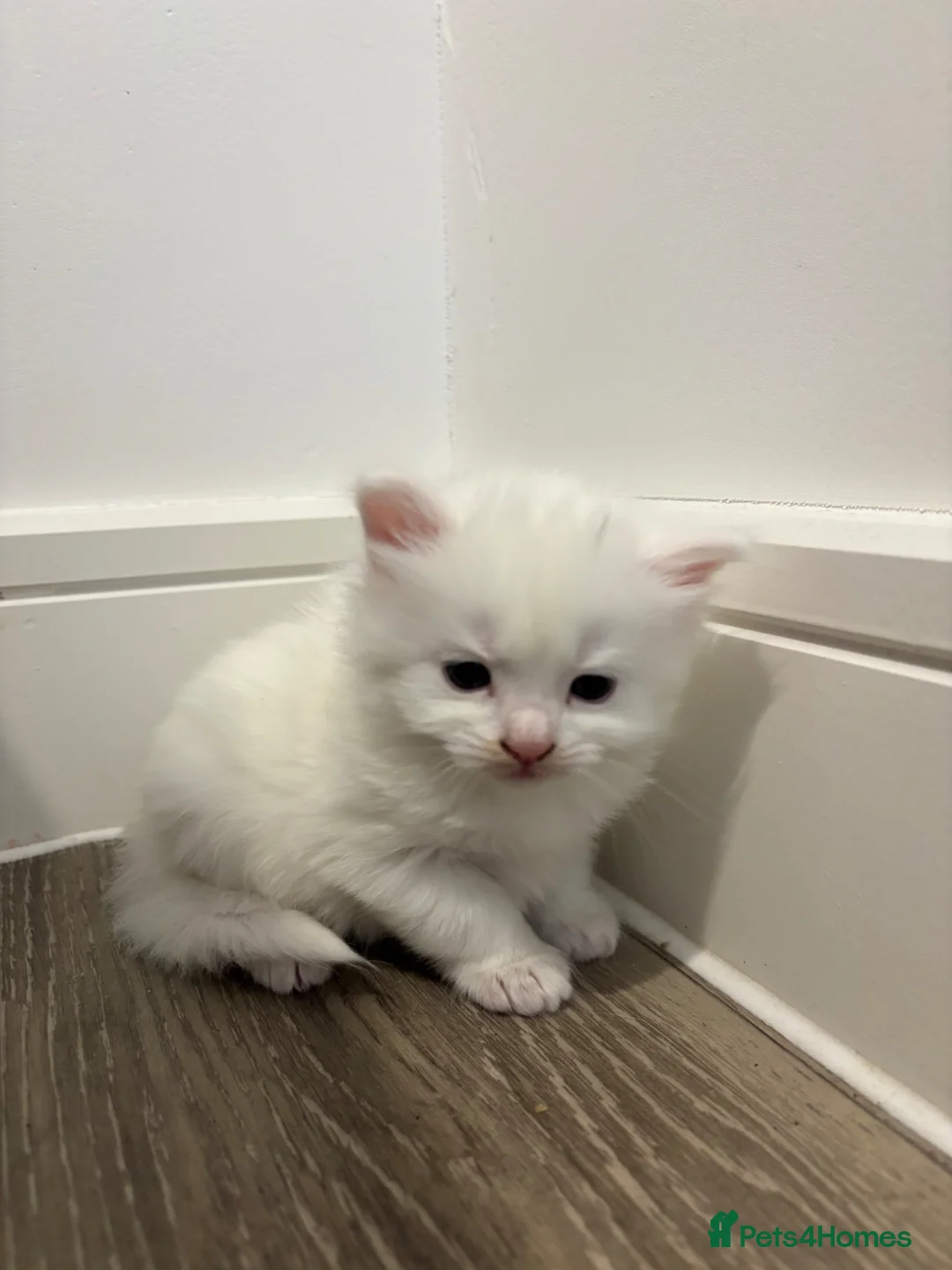 Mixed Breed cats for sale: TURKISH ANGORA / MAIN COON - Advert 14