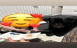 Mixed Breed dogs for sale: Peggy looking for her forever home  - Advert 5