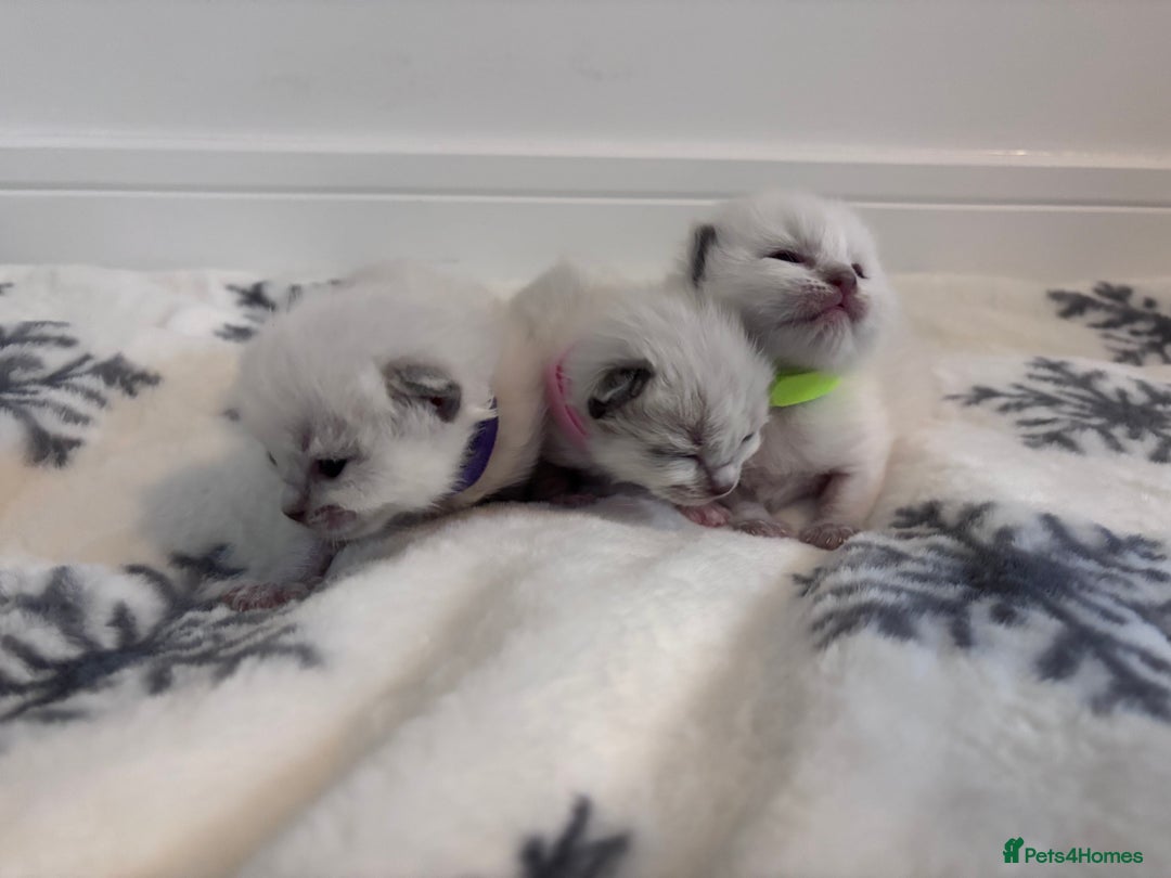 Ragdoll cats for sale: Gorgeous Ragdoll kittens 2 left ! - Advert 9