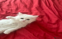 Mixed Breed cats for sale: 4 beautiful kitten - Image 19
