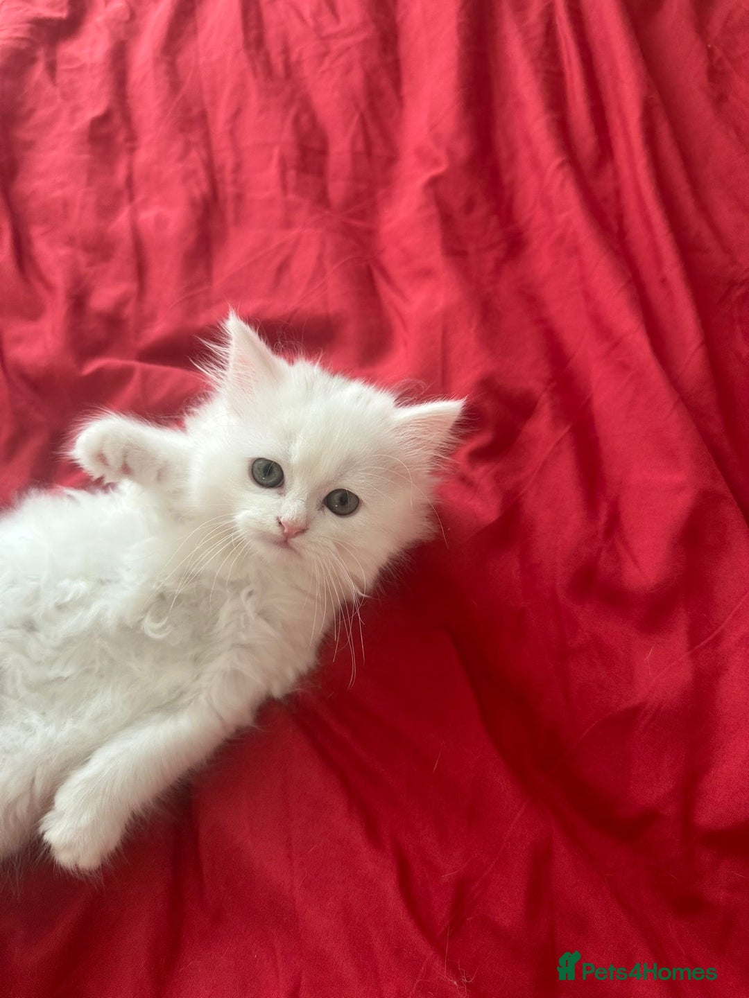 Mixed Breed cats for sale: 4 beautiful kitten - Image 19