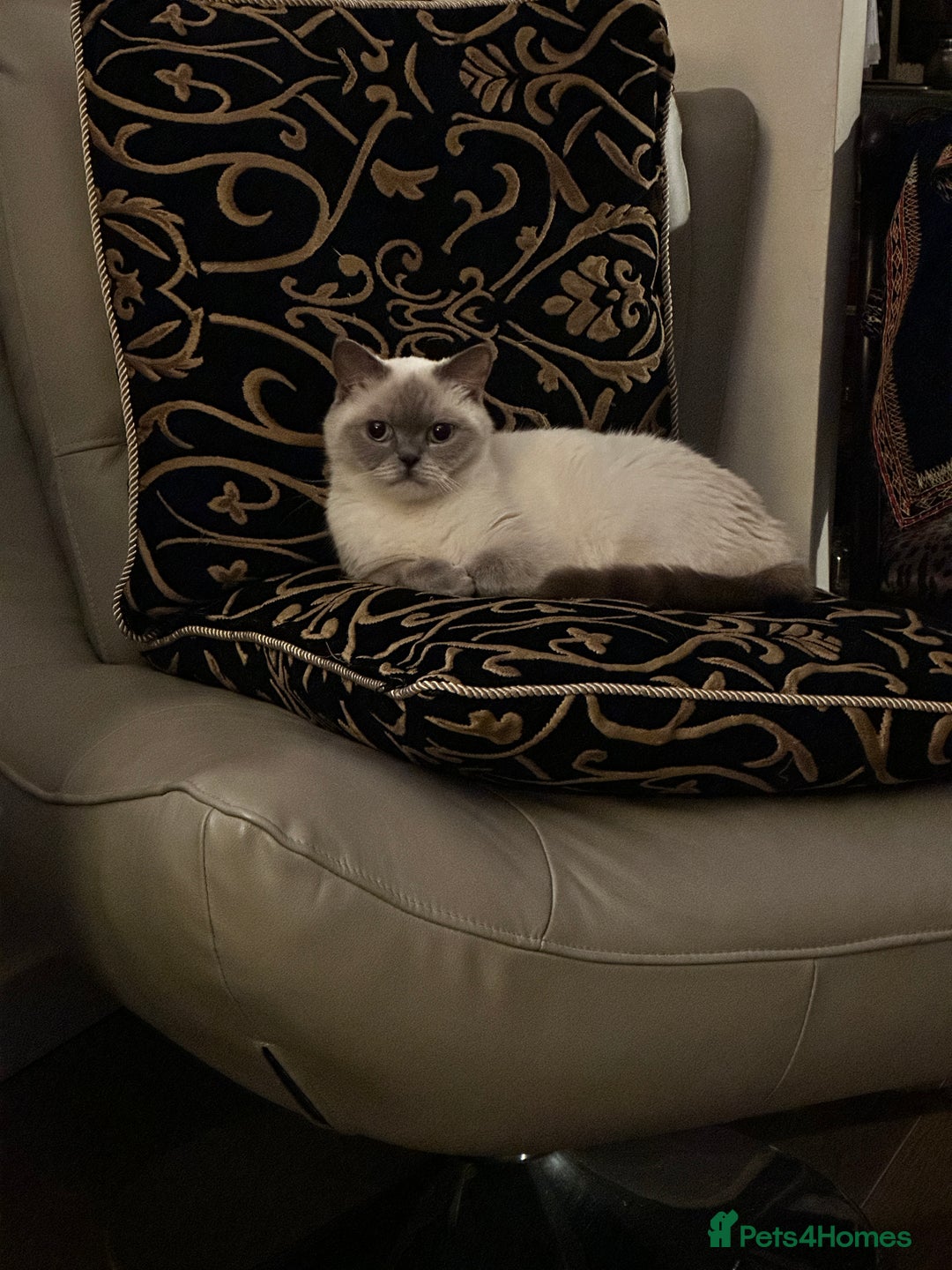British Shorthair cats for sale: Colourpoint British Shorthair - Image 14