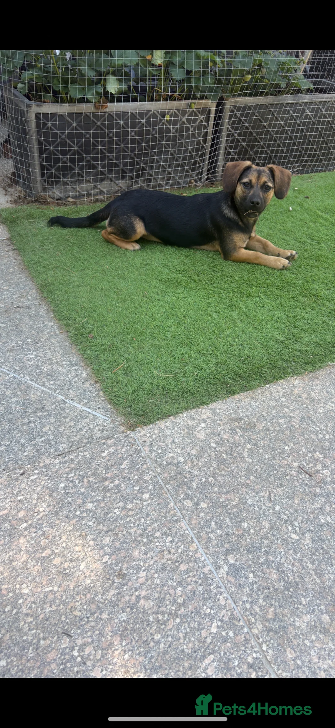 Mixed Breed dogs for sale: Beautiful dachsweiler girl for sale - Advert 2