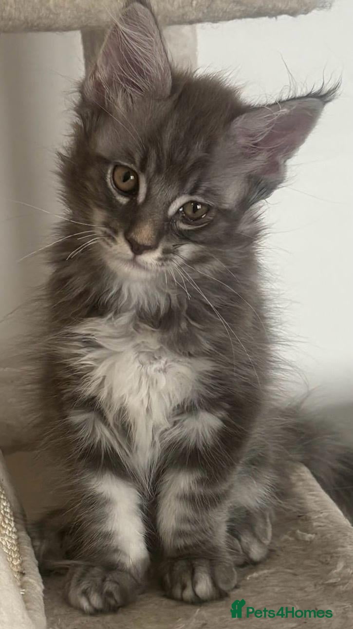 Maine Coon cats Gorgeous Maine Coon kittens - Advert 1
