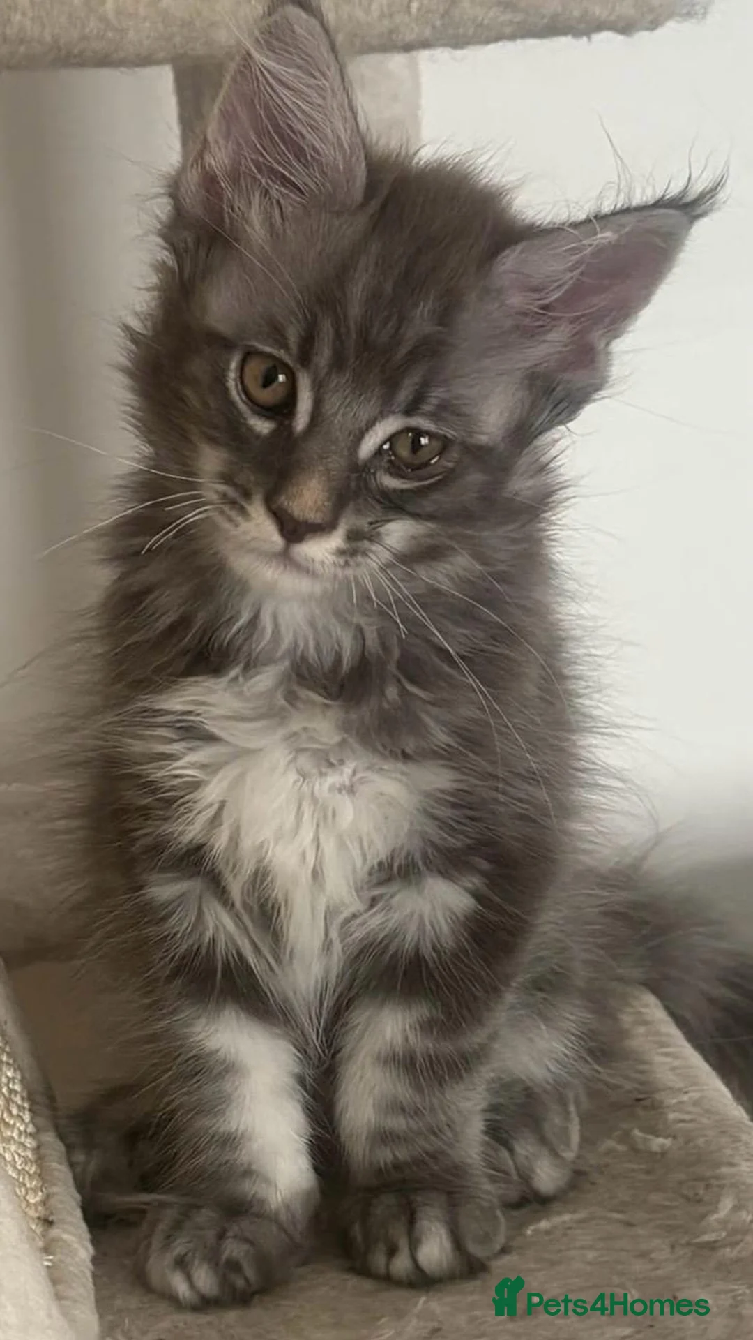 Maine Coon cats for sale: Gorgeous Maine Coon kittens - Advert 1