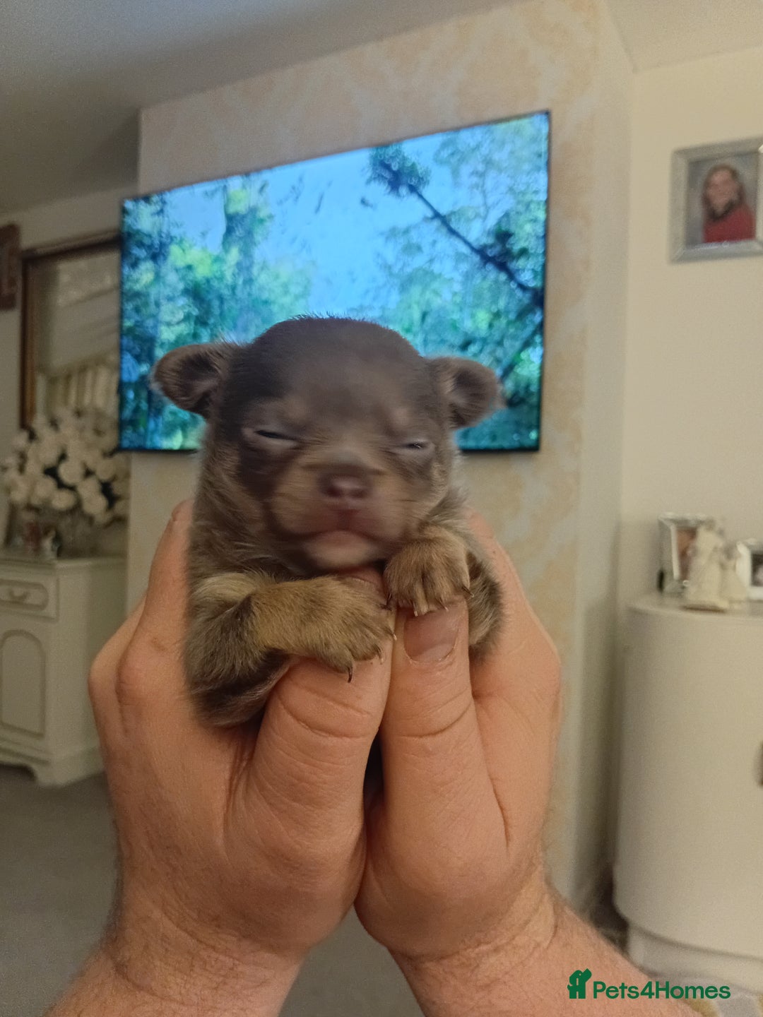 Chihuahua dogs for sale: Lilac and tan chihuahua boy ( ** ) - Advert 4
