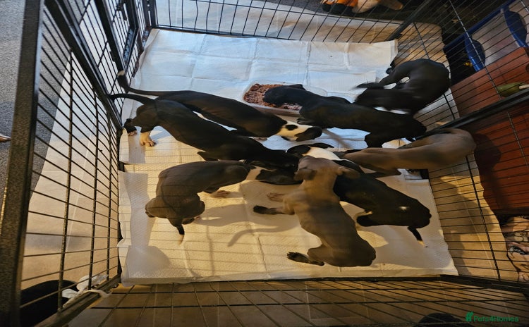 Lurcher dogs Lurcher puppies  - Advert 1