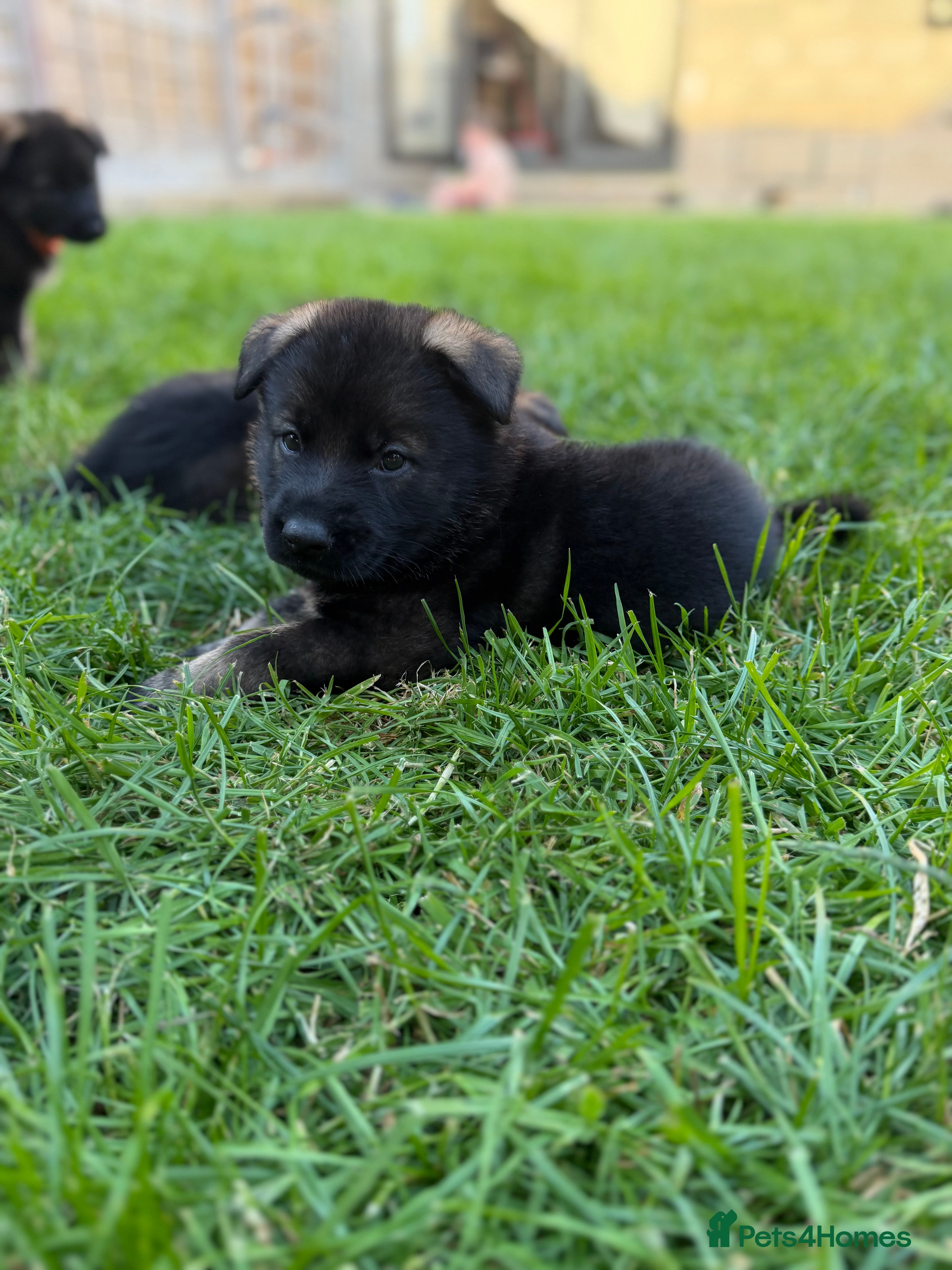 German Shepherd dogs 🐾 Working line German Shepherd puppies 🐾  - Advert 1