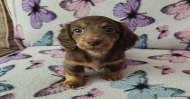 Dachshund dogs in Cardiff - Advert 1