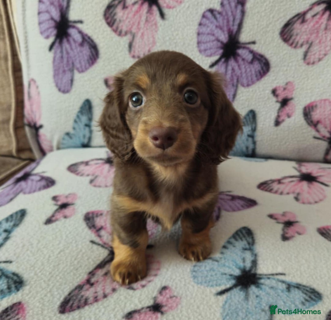 Dachshund dogs for sale: Dachshund puppies for sale  in Cardiff - Image 3