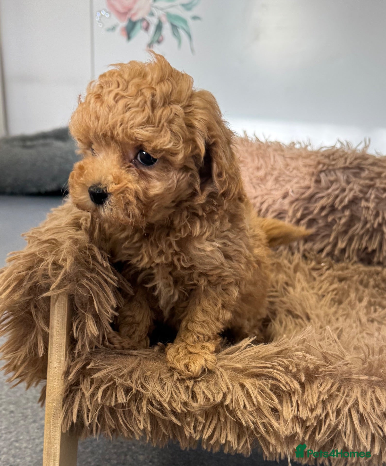 Toy Poodle dogs for sale: Red Asian x Toy Poodle  - Advert 3