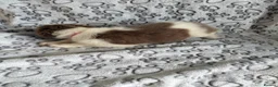 Border Collie dogs for sale: 1 Stunning Rough Coated Girl - Advert 6
