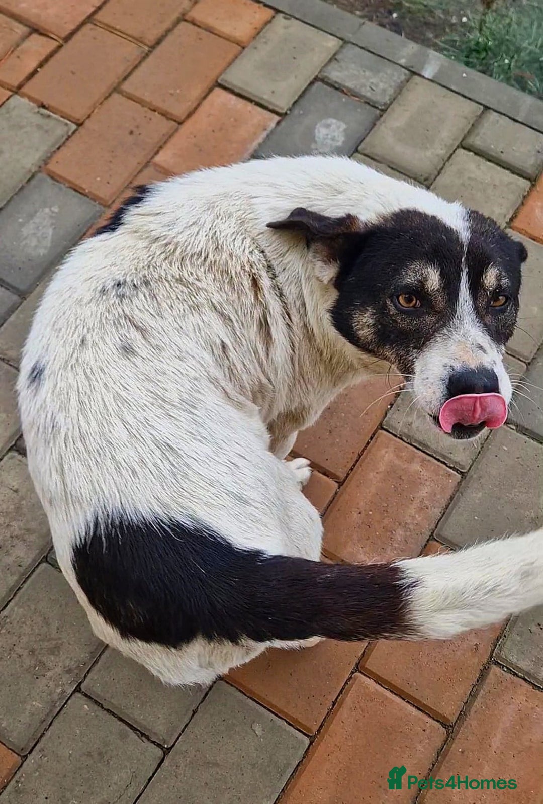 Mixed Breed dogs for adoption: PATROCLE – a Lovely boy for a Loving Home - Image 8