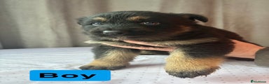 German Shepherd Puppy 1