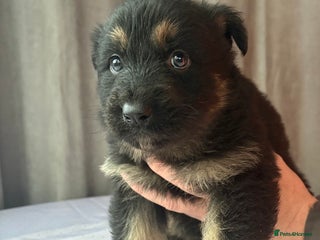 German Shepherd dogs German shepherd puppies - Advert 1