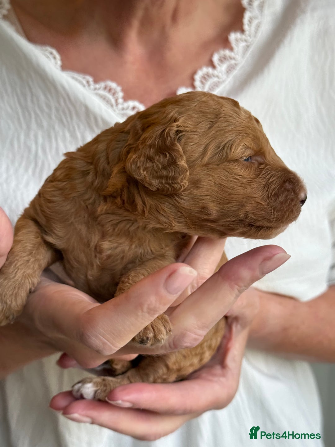 Mixed Breed dogs for sale: Health Tested miniature Goldendoodles  - Image 29