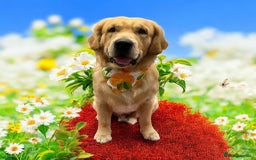 Golden Retriever dogs for sale: Bailey, Golden Retriever Male Just turned 2 - Image 4