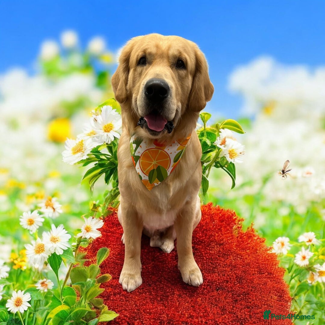 Golden Retriever dogs for sale: Bailey, Golden Retriever Male Just turned 2 - Image 4