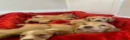 Cocker Spaniel dogs for sale: KC Reg Cocker Spaniel Puppies DNA Tested  in Aberdeen - Advert 1