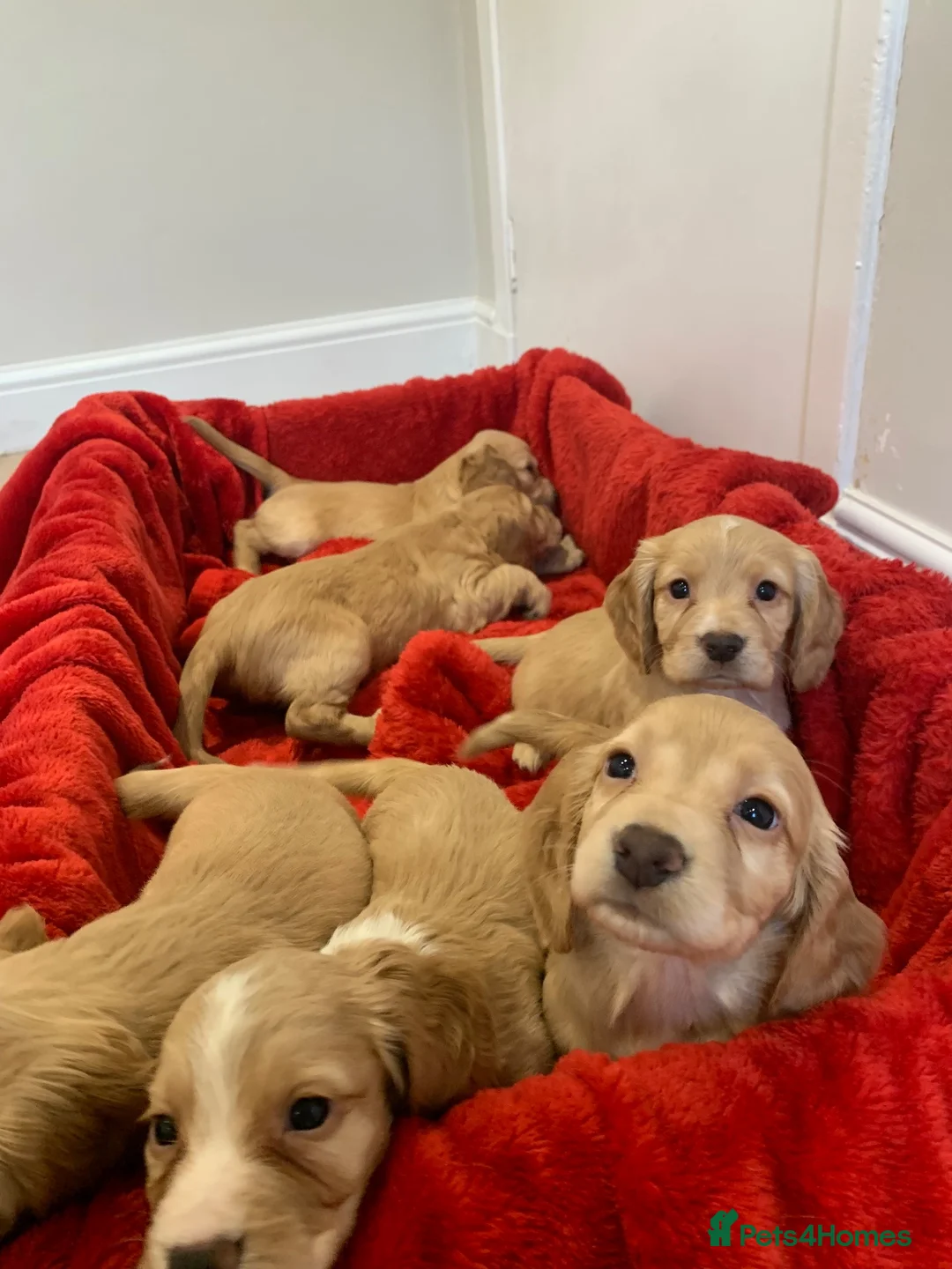 Cocker Spaniel dogs for sale: KC Reg Cocker Spaniel Puppies DNA Tested  in Aberdeen - Advert 1