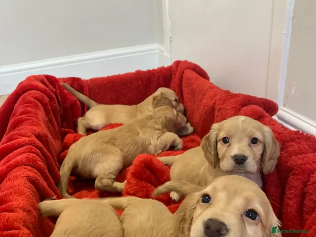 Cocker Spaniel dogs for sale: 2 Left -KC Reg Cocker Spaniel Puppies DNA Tested - Advert 1