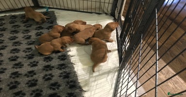 Labrador Retriever dogs - Advert 8