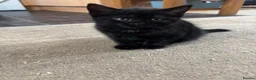 Domestic Shorthair cats for sale: 4 Kittens in Dunmow - Advert 10