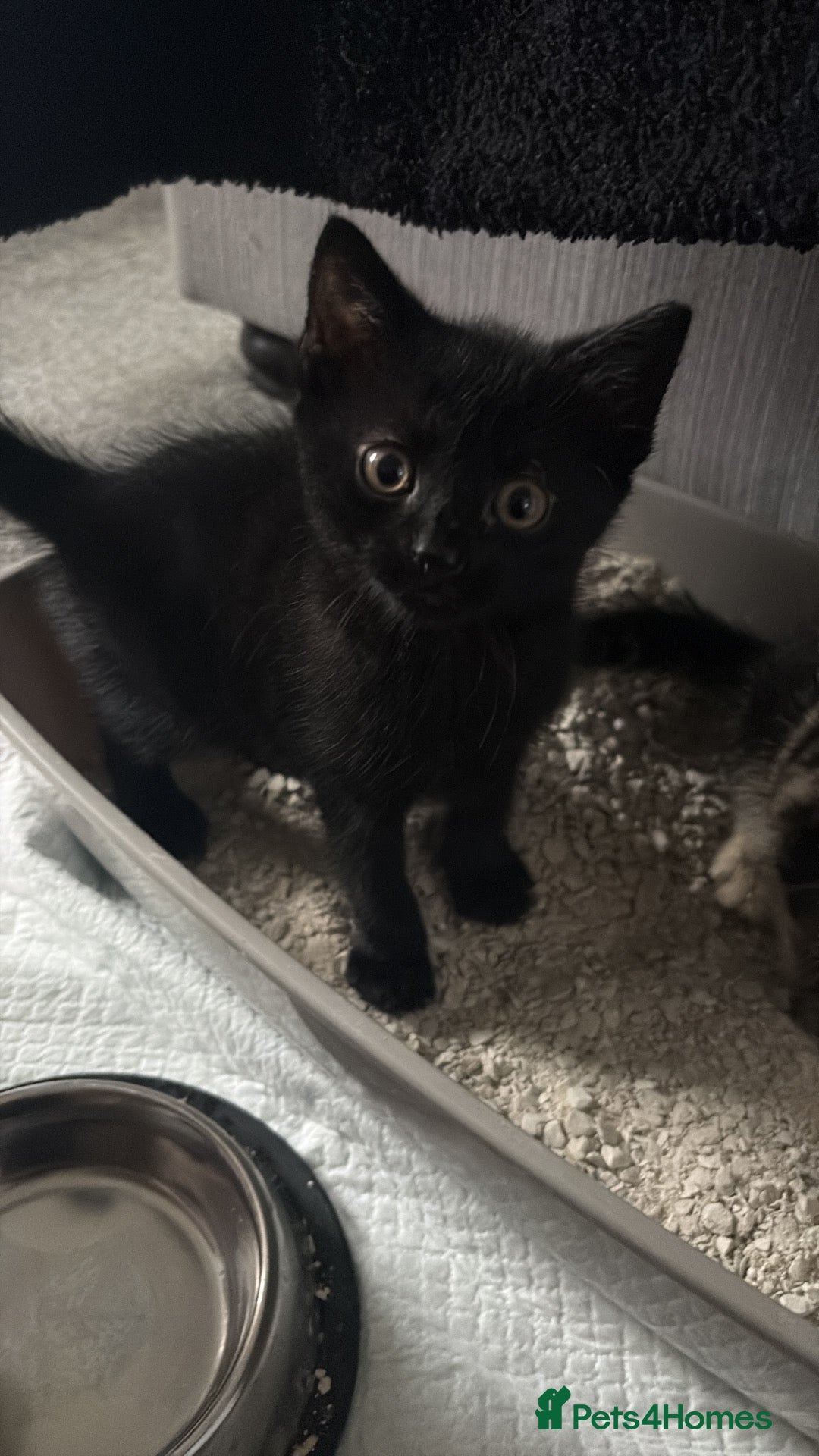 Mixed Breed cats for sale: Two black boys  - Advert 2