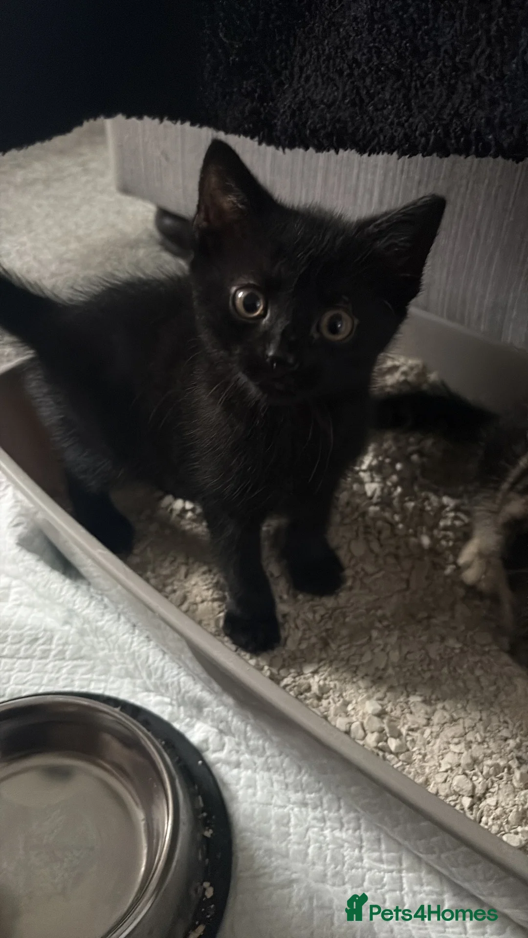 Mixed Breed cats for sale: Two black boys  in Warrington - Advert 1