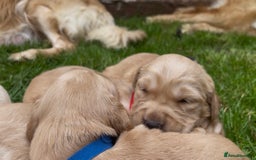 Golden Retriever dogs for sale: OUTSTANDING PEDIGREE GOLDEN RETRIVER PUPPIES KC - Image 7