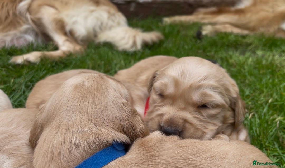 Golden Retriever dogs for sale: OUTSTANDING PEDIGREE GOLDEN RETRIVER PUPPIES KC - Image 7