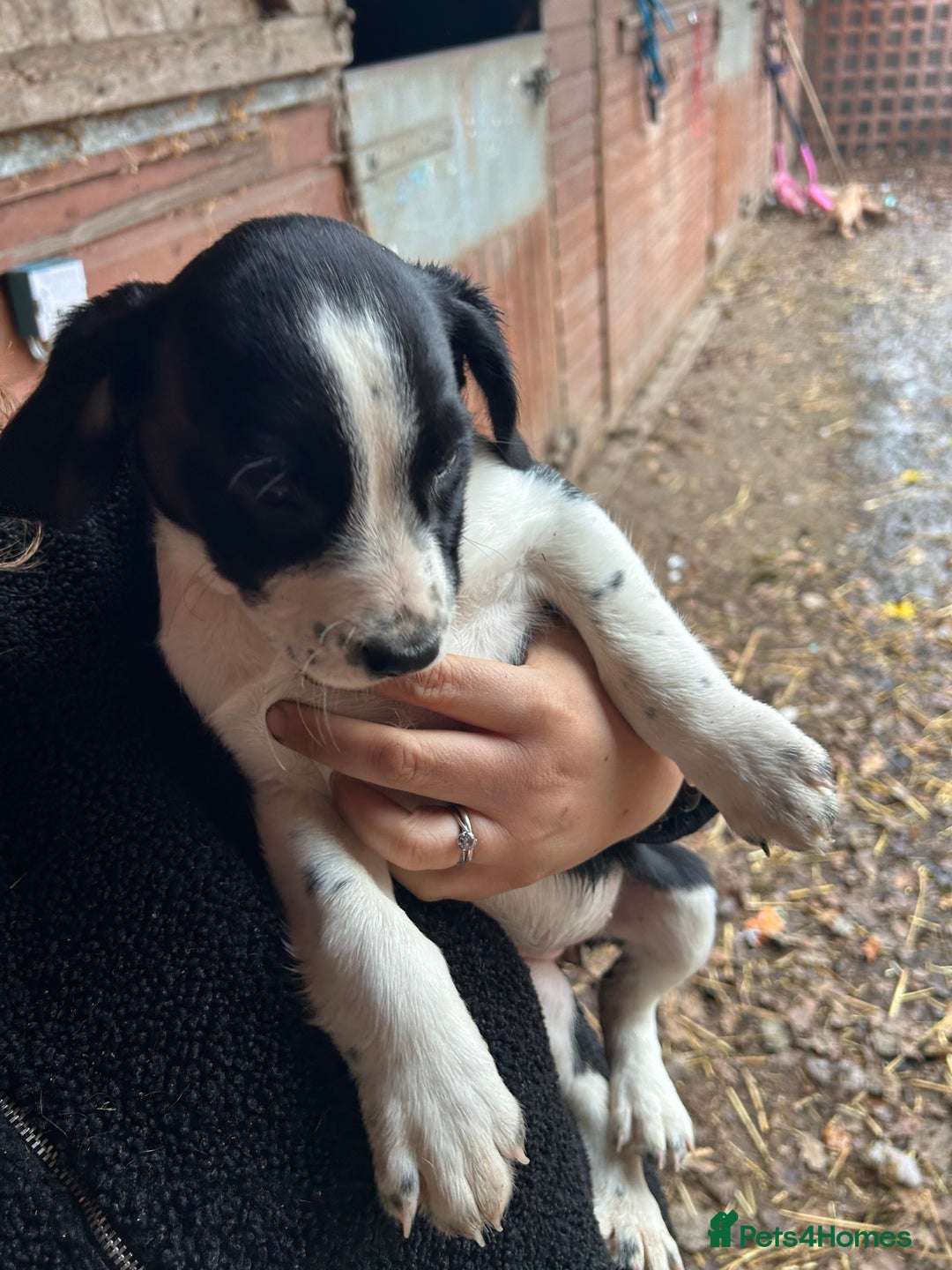 Mixed Breed dogs for sale: Beautiful litter of puppies. Mixed breeds❤️ - Image 1
