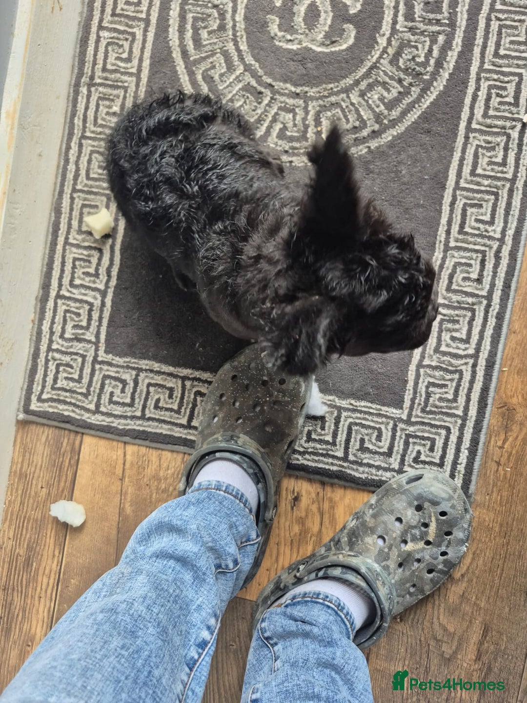French Bulldog dogs for sale: Fluffy C2 curly french bulldog - Image 4