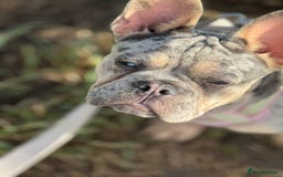 French Bulldog dogs for sale: Merle French bulldog bitch  - Image 6